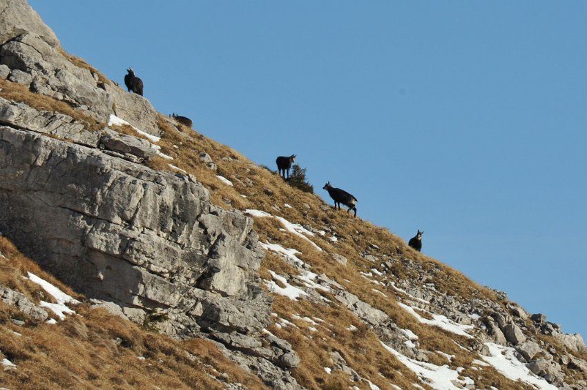 66 - Camosci.JPG